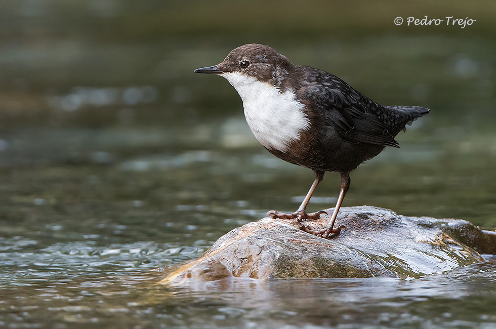 Mirlo acuatico (Cinclus cinclus)